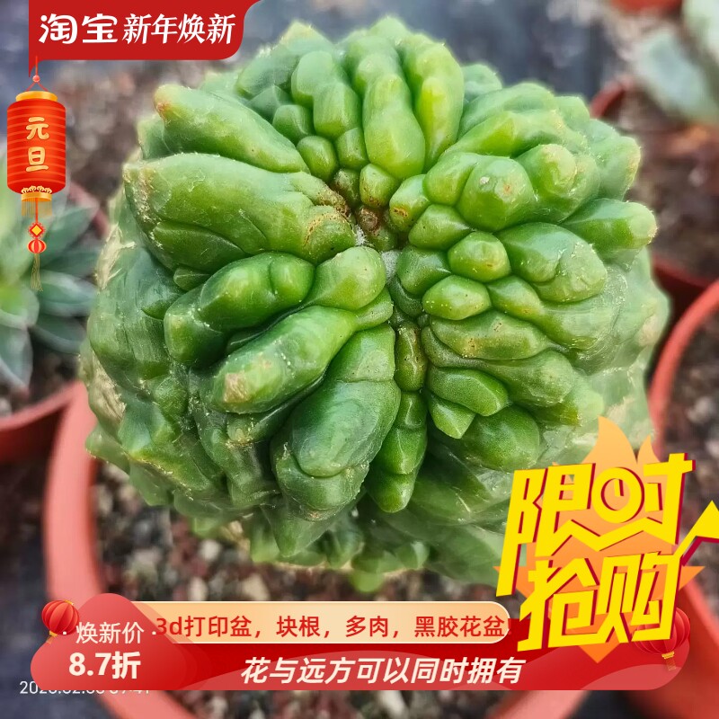 实生金琥石化株仙人球潮流懒人桌面绿植稀有品种多肉一物一拍2/3