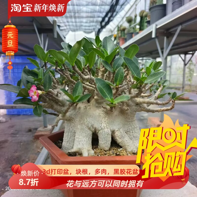 八爪鱼沙漠玫瑰 泰系输入福利出绿植室内盆栽多肉一物一拍包邮7/2