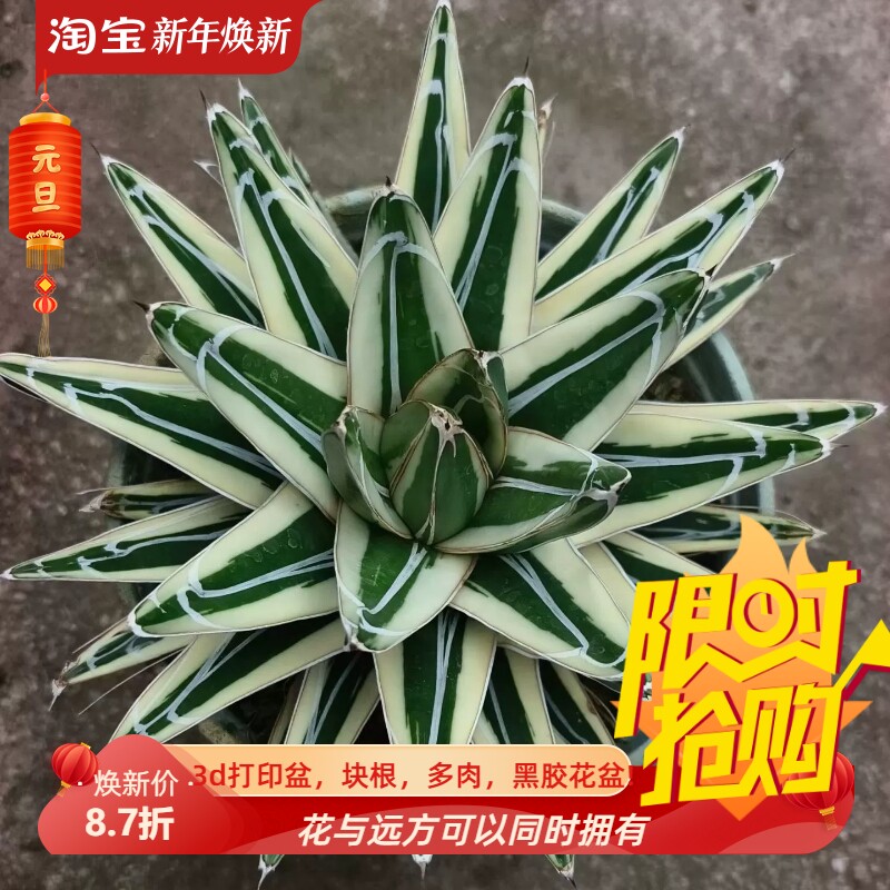 宽疣冰山龙舌兰潮流懒人桌面绿植稀有品多肉一物一拍包邮10/30