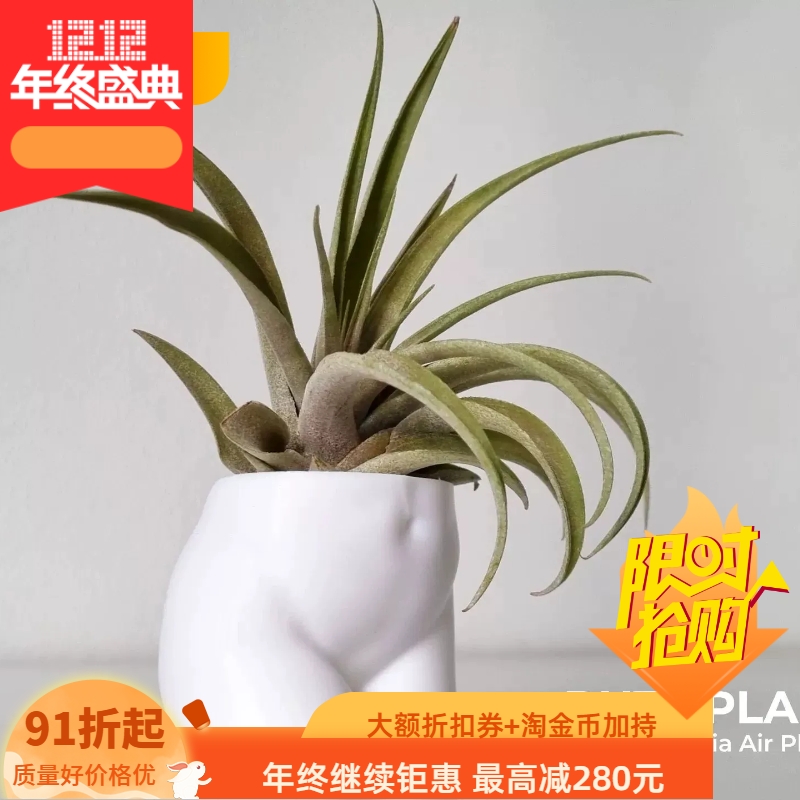 加厚肥臀诱惑可打孔3d打印pla大花盆热植仙人球块根现代风网红盆