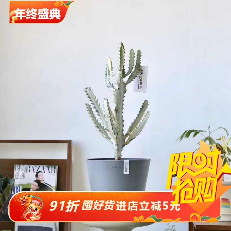 simpots加厚黑胶好看的花盆ins极简蔬菜种植抗粉化块根仙人球花盆