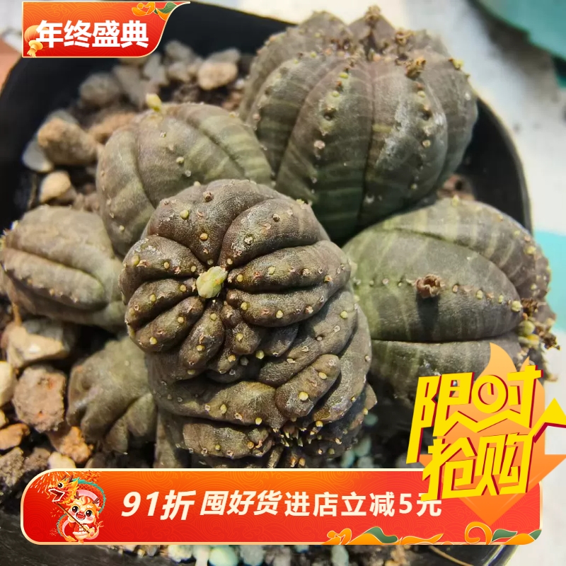 布纹球缀化大戟科块根潮流懒人沙生室内盆栽多肉一物一拍8/24