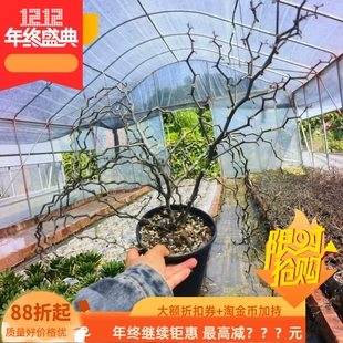 弯曲龙，非常超值漂亮意境潮流块根植物潮流多肉一物一拍包邮9/16