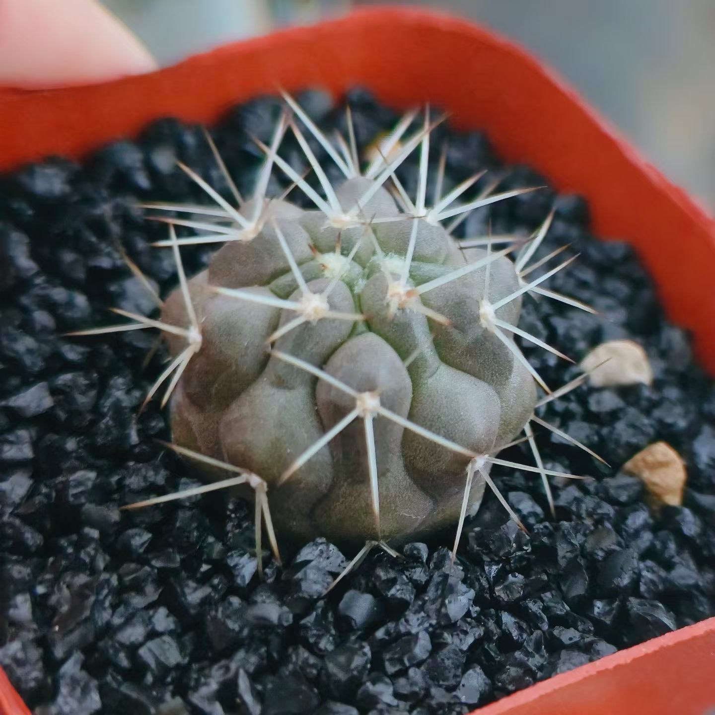 纯白刺黑王丸龙爪球属仙人球一物一拍沙生桌面植物多肉包邮7/28