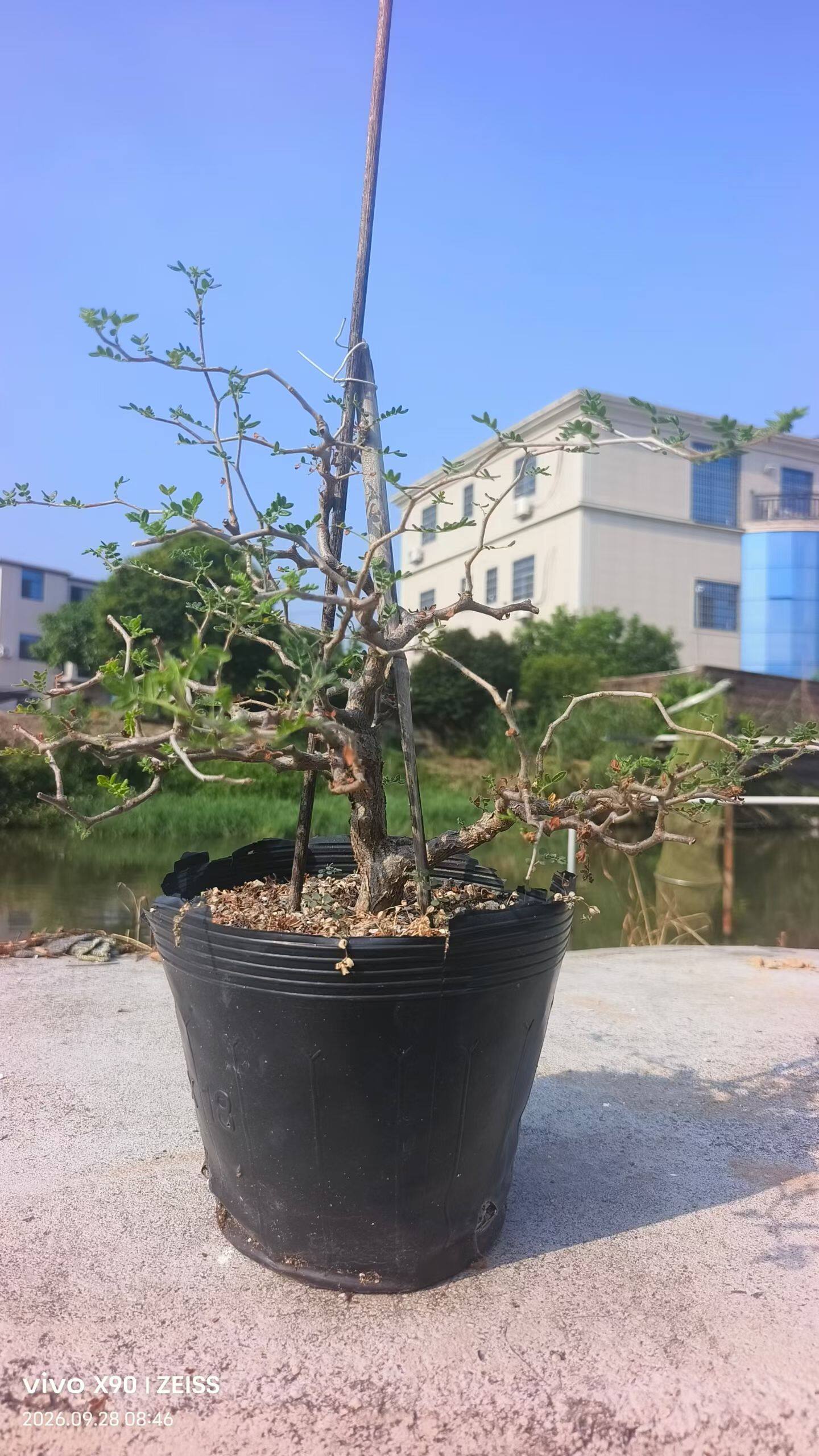 实生滔天橄榄错落有型潮流懒人有型沙生懒人绿植一物一拍包邮9/28