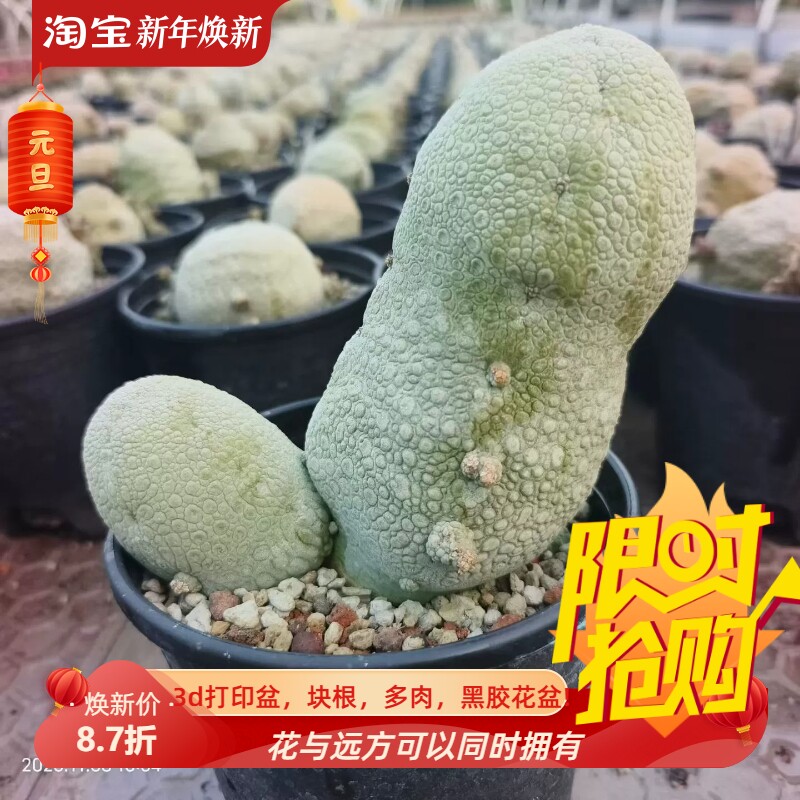 巨无霸大凝蹄玉双头株块根懒人稀有潮流一物一拍室内盆栽包邮11/9