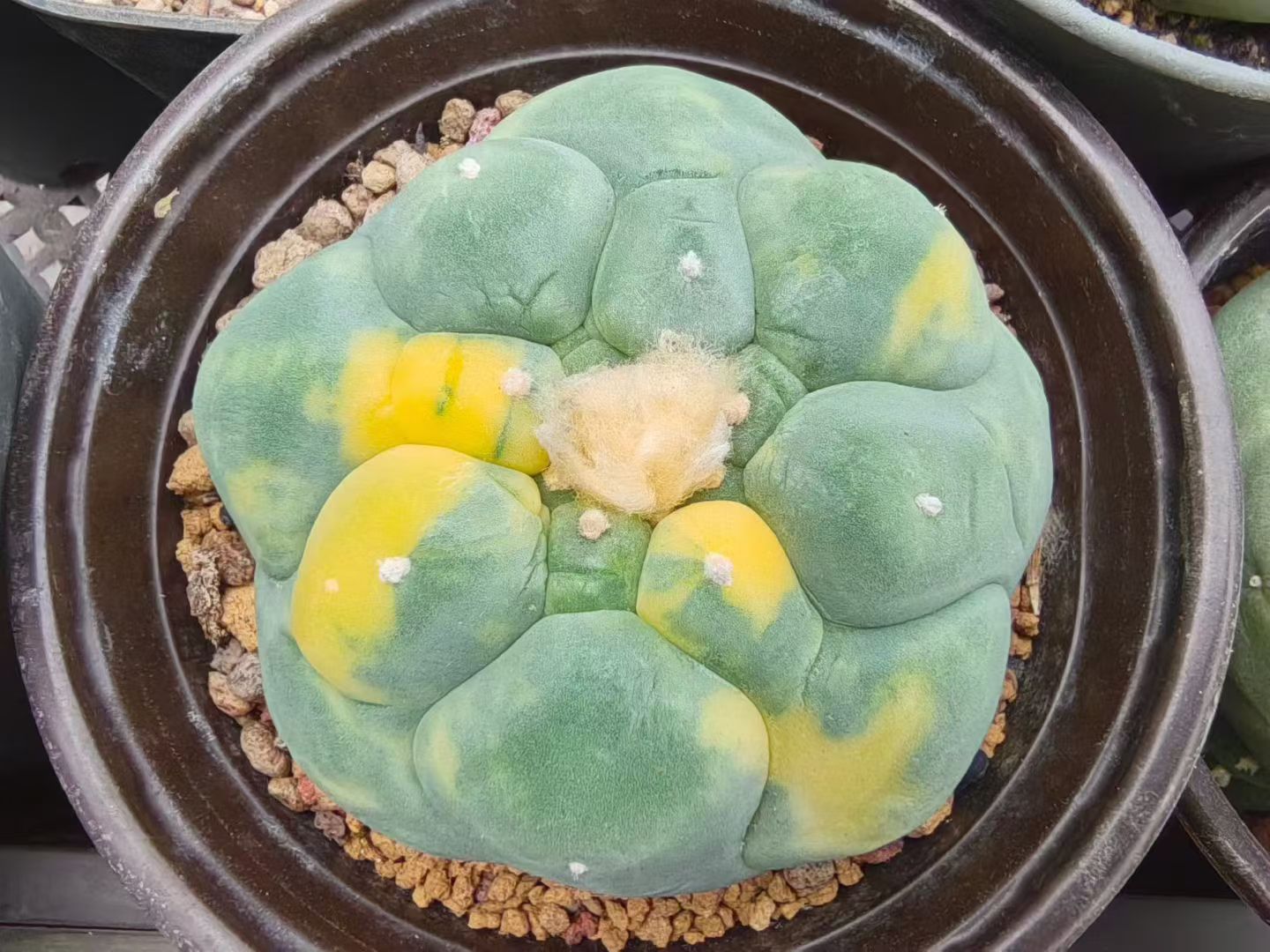 萝卜根大疣锦散斑无刺草球懒人仙人球植物潮流多肉一物一拍7/17