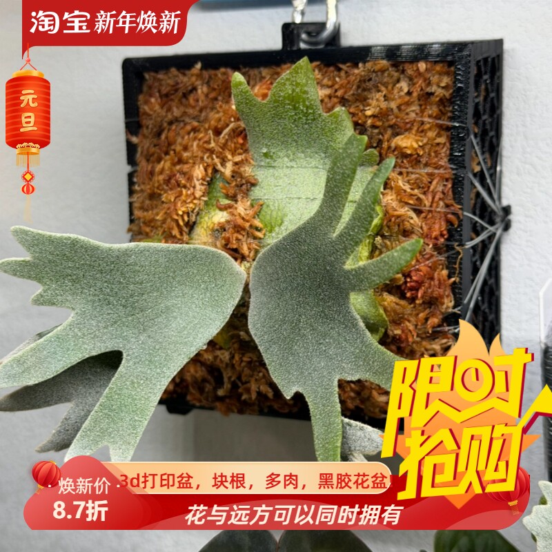 方形鹿角蕨定植板透气相框3d打印pla,petg绿植上墙定植用鹿角板图片