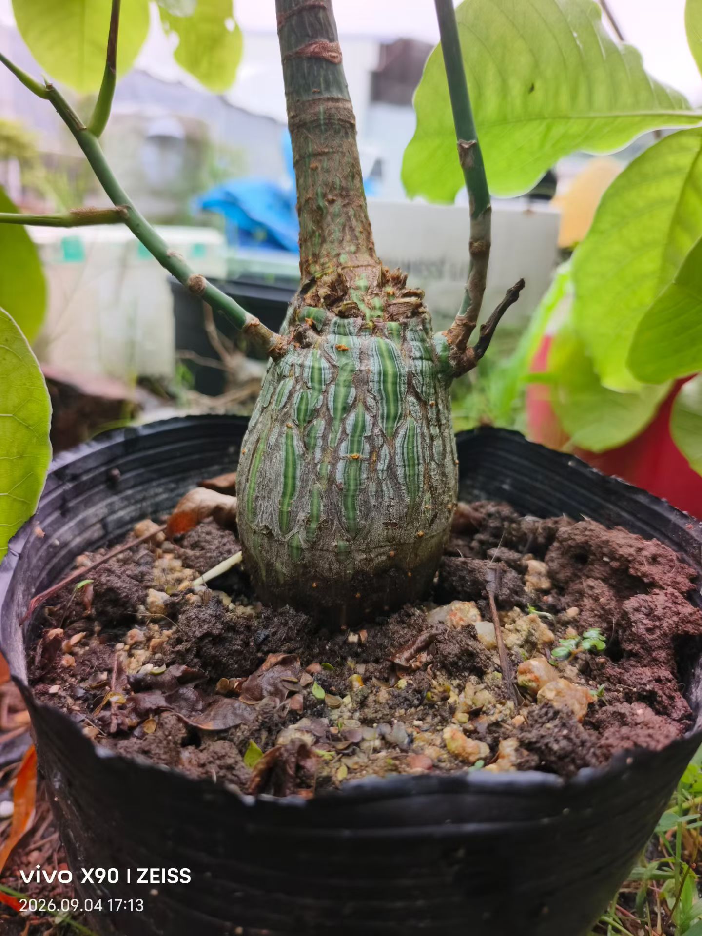 龟甲木棉,品相绝绝子,纹理超赞植物潮流多肉一物一拍包邮9/5