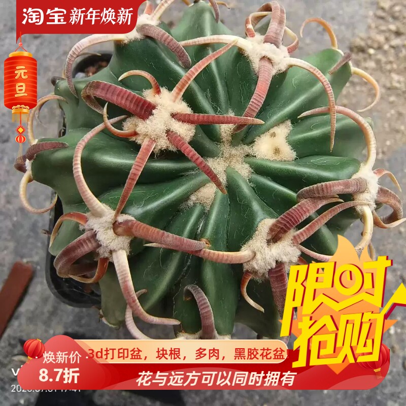 实生武藏凌波双割刺懒人沙生桌面仙人球一物一拍稀有品种包邮7/1