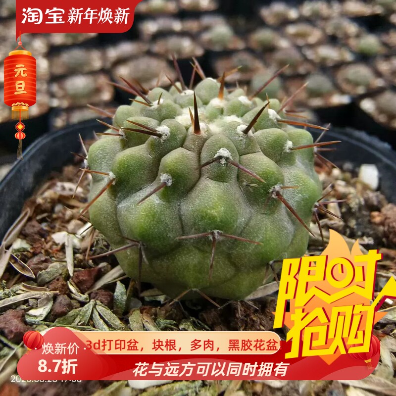 欧系实生绿皮金刺孤龙丸龙爪球属仙人球室内盆栽多肉一物一拍8/20