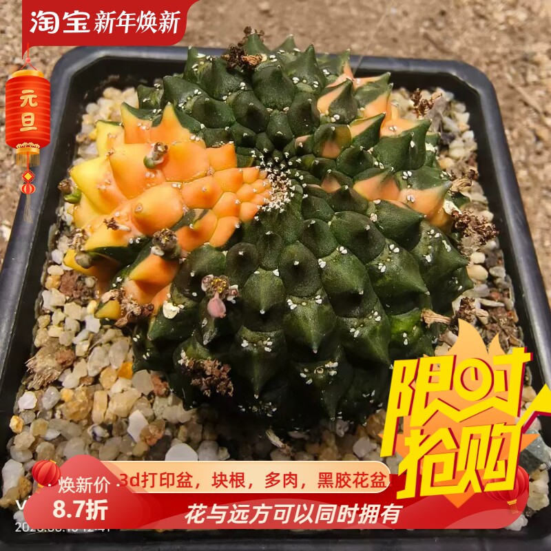 裸鄂大戟锦，群生加缀化大戟科块根多肉一物一拍室内盆栽包邮6/15