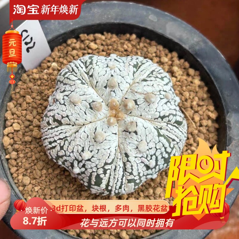 泰系实生浓白5瓣腹棱v兜/s122仙人球室内盆栽多肉一物一拍8/16