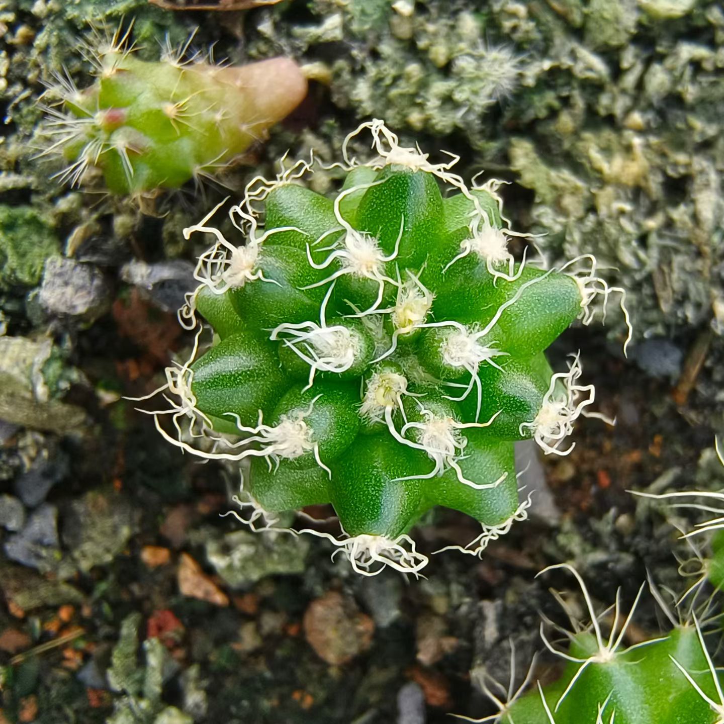 实生狂刺金琥超强基因特选植物室内稀有品种潮流多肉一物一拍7/21