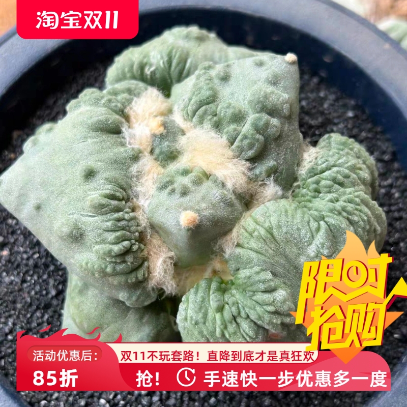 园艺牡丹实生瘤子疣宽疣怒涛s32潮流懒人沙生仙人球一物一拍6/10