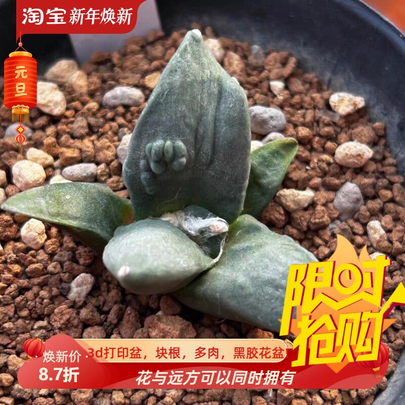牡丹实生怒涛s51仙人球室内盆栽一物一拍多肉包邮稀有品种包邮7/9