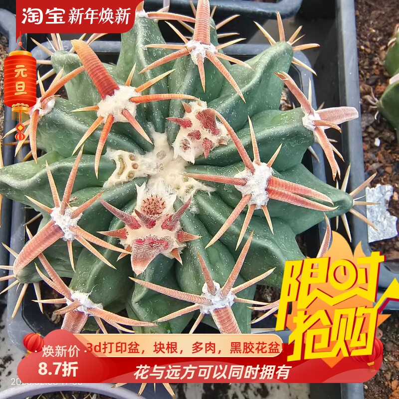 实生宽割刺凌波母本很优秀大型种仙人球稀有品种多肉一物一拍2/8