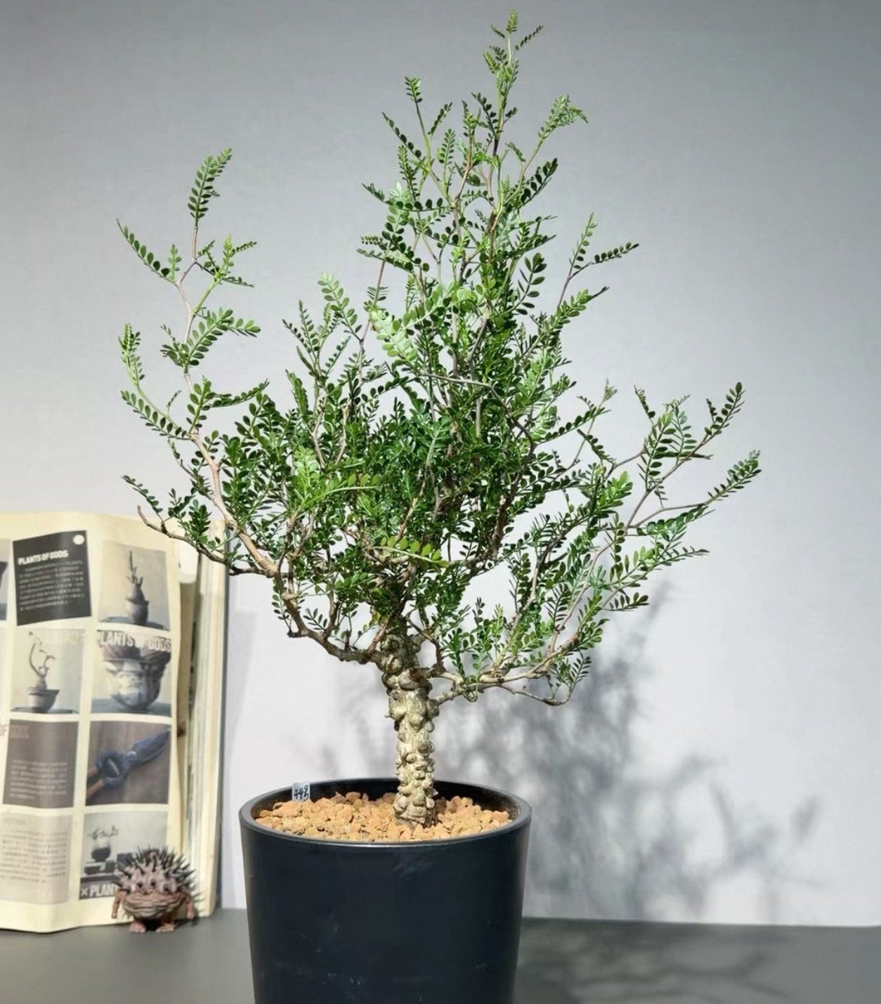 44号 实生象足漆树块根精品2.5CM枝冠25CM懒人一物一拍包邮10/15