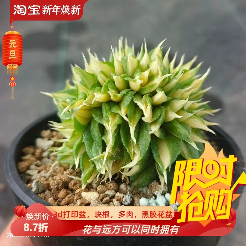 王妃雷神缀化龙舌兰室内盆栽稀有品种多肉一物一拍包邮9/24