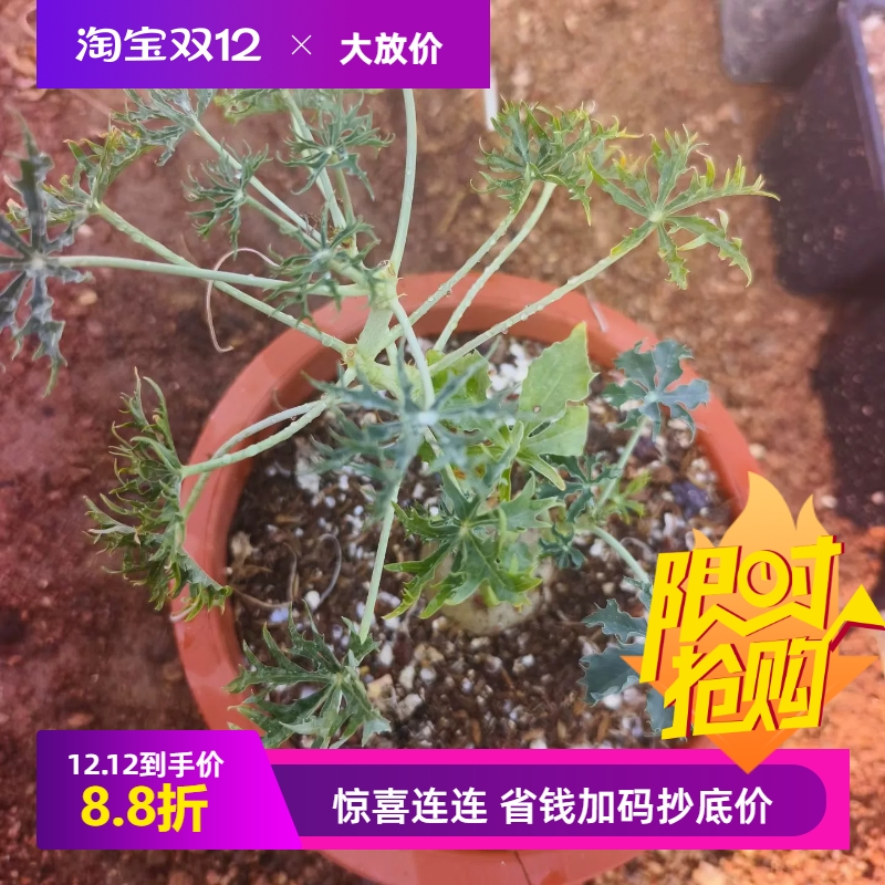 锦珊瑚潮流懒人块根植物科室内盆栽稀有多肉包邮稀有品11/30