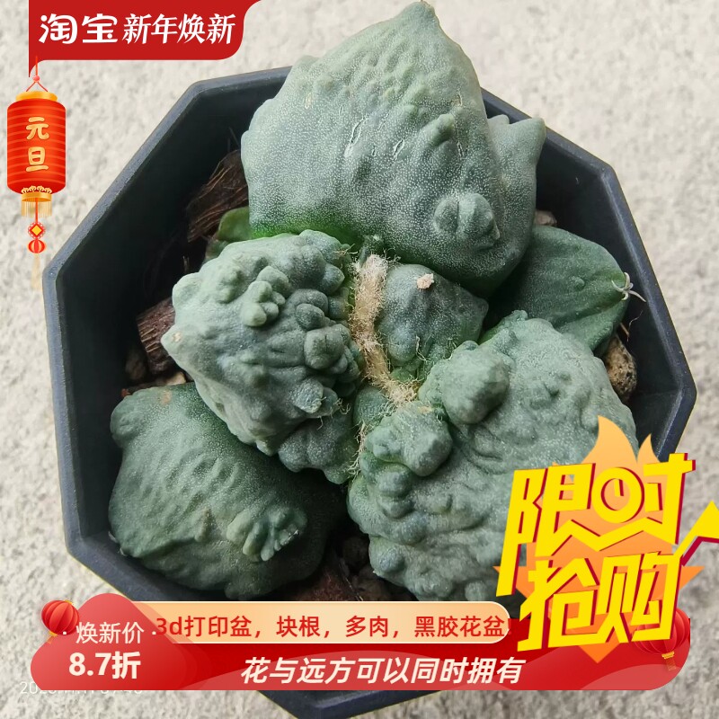 实生全疣怒涛牡丹潮流仙人球多肉一物一拍室内盆栽包邮11/11