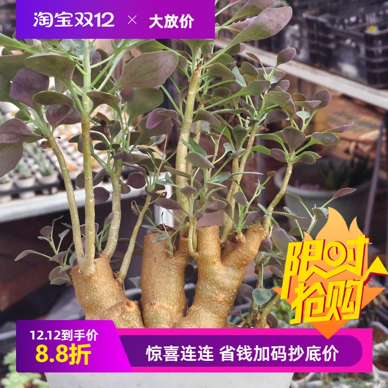 美尻厚敦菊厚敦菊属冬型种块根植物一物一拍室内盆栽10/18