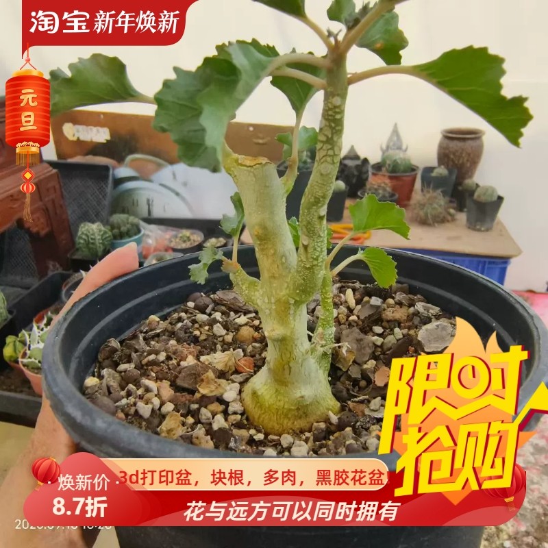 实生石豪硫桑琉桑科潮流懒人块根植物多肉一物一拍多肉包邮9/12