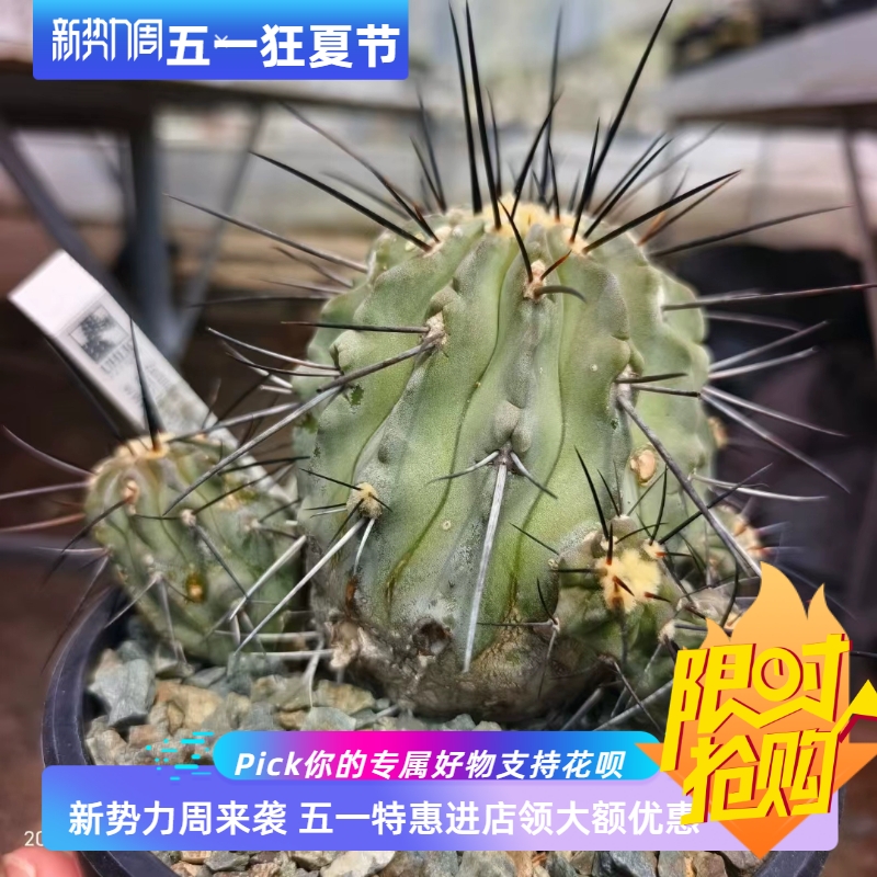 歐系輸入產(chǎn)地黑士冠，群生株實生仙人球一物一拍稀有品種包郵4/10