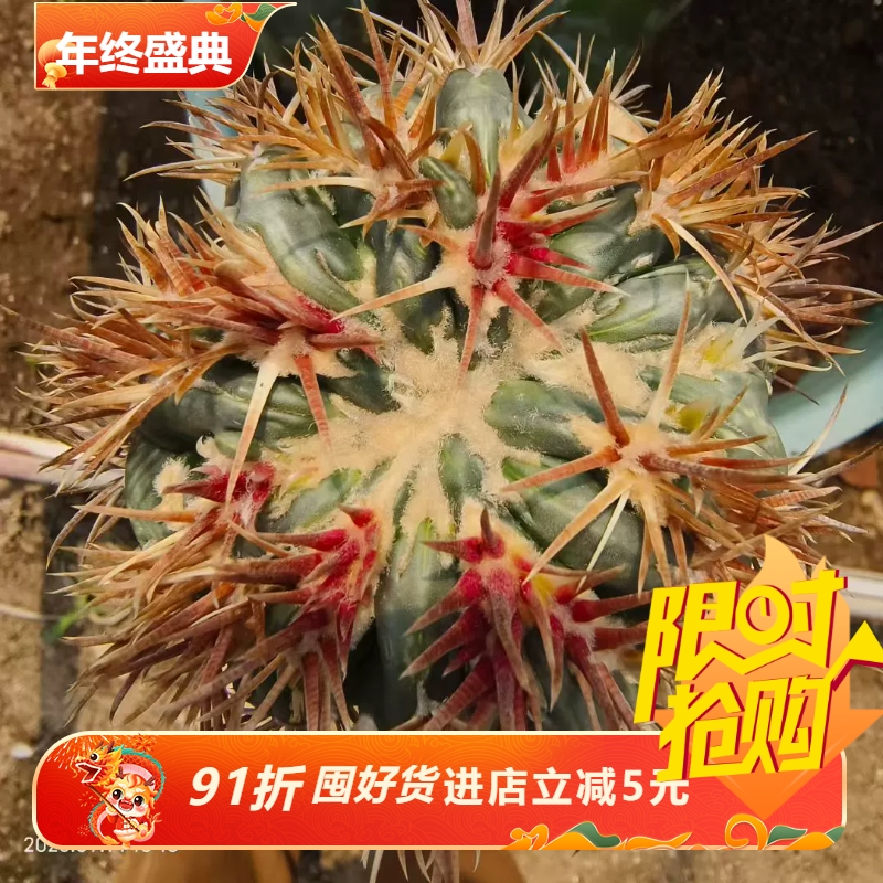 不含刺9cm凌波刺缀嫁接潮流懒人仙人球多肉一物一拍多肉包邮9/14