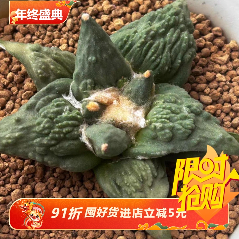 泰系实生实生凸疣怒涛s129岩牡丹属仙人球一物一拍稀有品包邮7/19