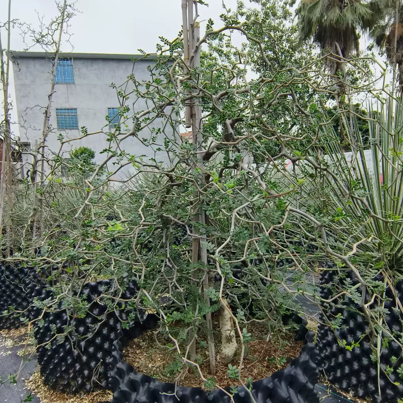 滔天橄榄,枝干粗壮块根植物懒人沙生桌面绿植多肉一物一拍6/29