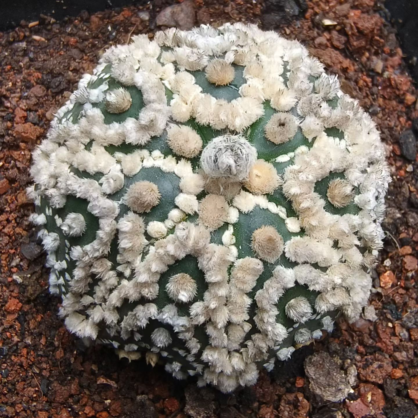 实生花园兜星兜属仙人球潮流懒人沙生桌面植物多肉包邮7/26