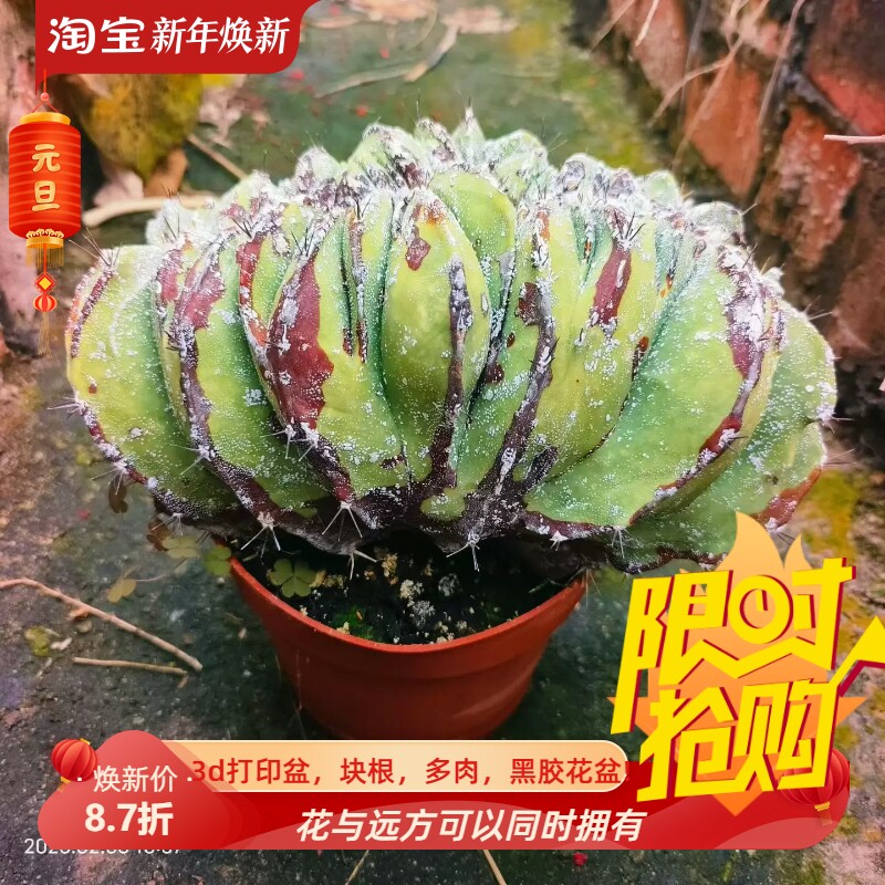 巨无霸般若面包缀自根仙人球潮流懒人稀有品种多肉一物一拍2/6