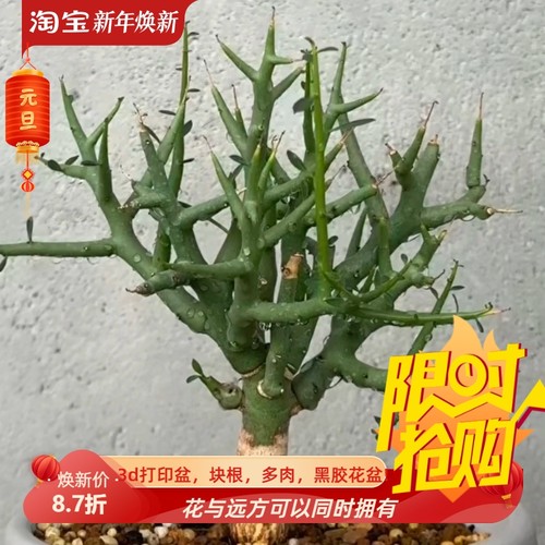 魔针龙大戟大戟科潮流懒人桌面块根植物一物一拍稀有品种包邮7/6