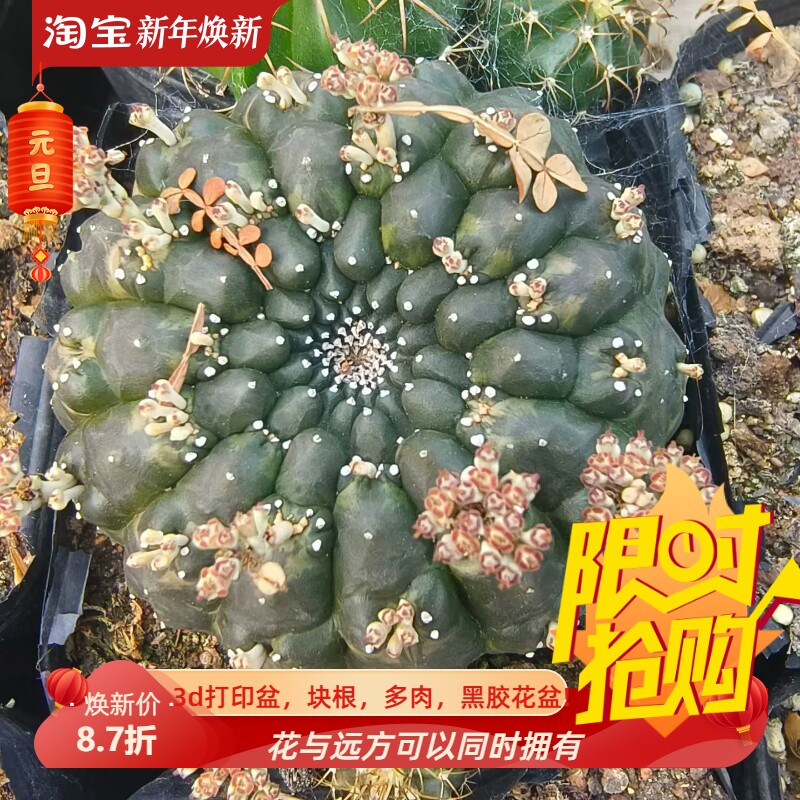 裸鄂大戟，侧芽自根株。自根稀有品种萝卜根潮流多肉包邮12/10