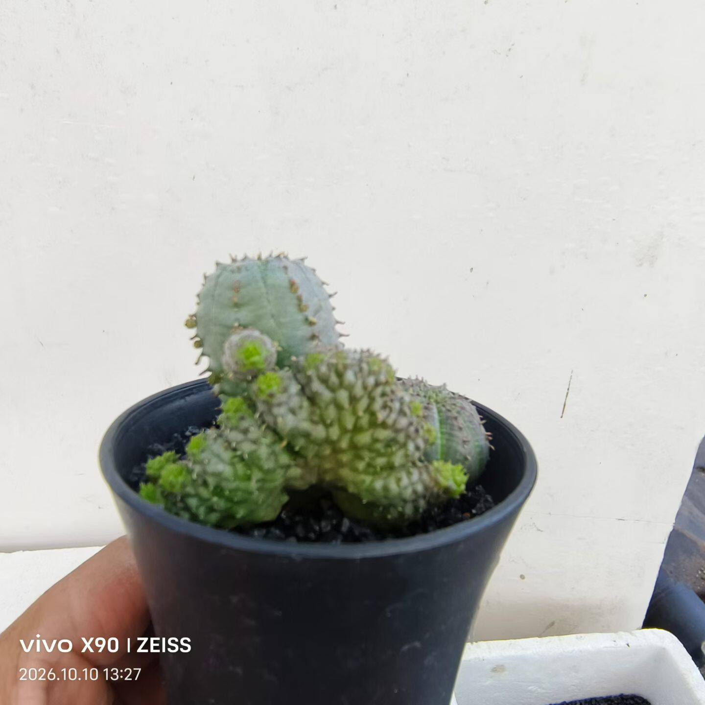 布纹球缀化，自根株大戟科块根多肉懒人绿植一物一拍包邮10/10
