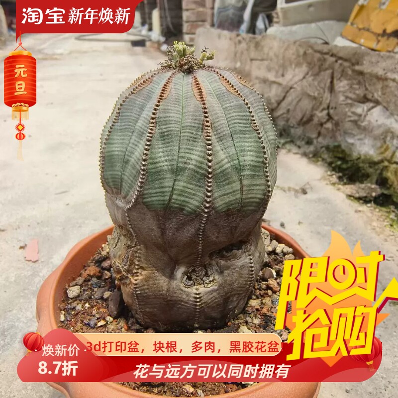 实生大欧布。老家伙。底部老疤大戟科块根植物一物一拍包邮7/6