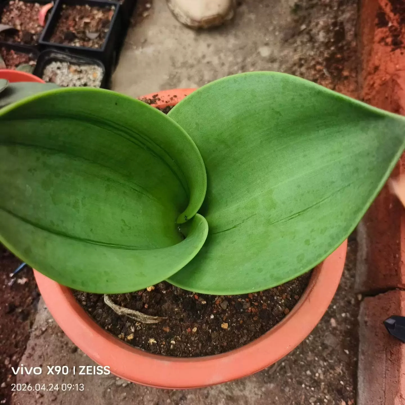 秘鲁犀牛皮块根 是7-10cm绿植新奇多肉带盆发一物一拍4/25