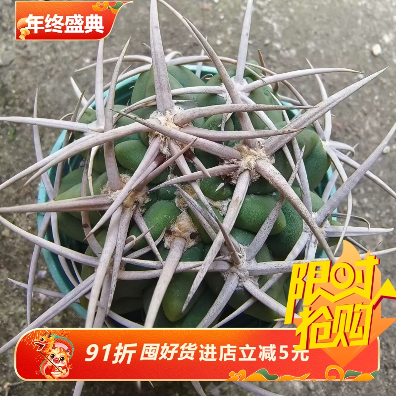 实生碧岩玉超宽刺接近0.4mm仙人球桌面一物一拍多肉包邮稀有11/17