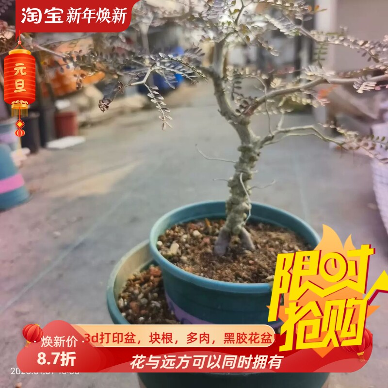 实生爆瘤象足漆树。未来好桌面仙人球防辐射室内盆栽一物一拍1/6