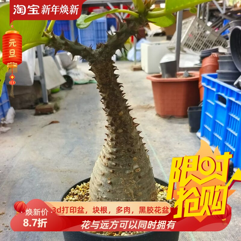 熟桩子巴氏棒槌块根绿植室内盆栽潮流稀有品种多肉一拍包邮10/5