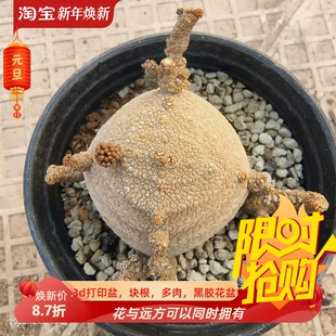 美杜莎凝蹄玉萝藦科块根稀有一物一拍仙人球潮流多肉包邮12/3