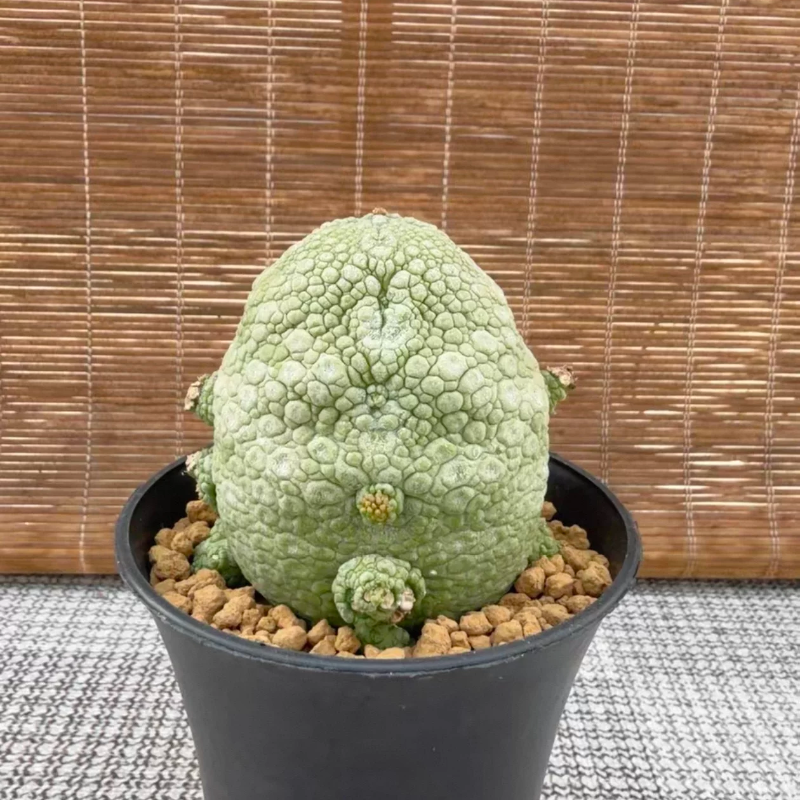 小恐龙凝蹄玉萝藦科精选主头5.9CM,含崽6.8CM一物一拍多肉4/11