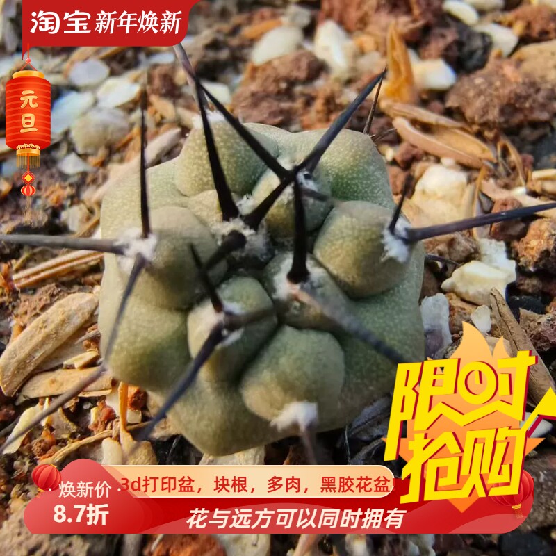 实生单刺黑王丸龙爪球属潮流仙人球室内盆栽多肉一物一拍8/12
