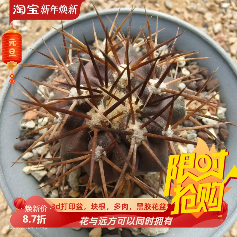 实生强粗刺鬼神龙。霸气十足仙人球多肉包邮稀有品种一物一拍1/24