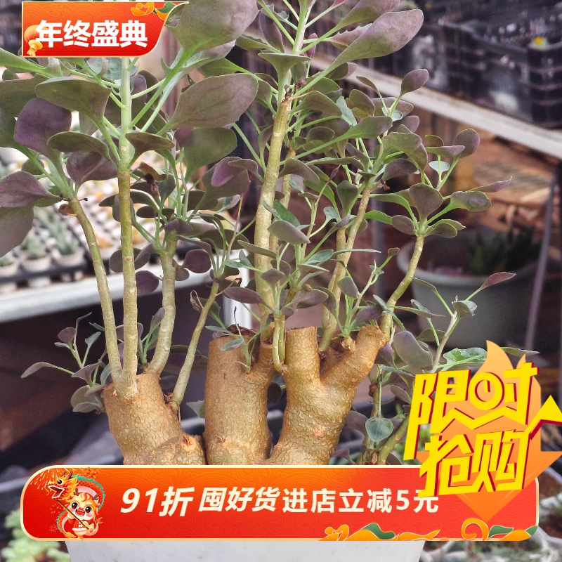 美尻厚敦菊厚敦菊属冬型种块根植物一物一拍室内盆栽10/18