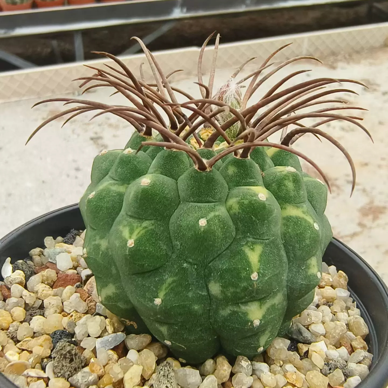 实生强刺奇仙玉锦仙人球一物一拍沙生桌面植物多肉包邮7/28