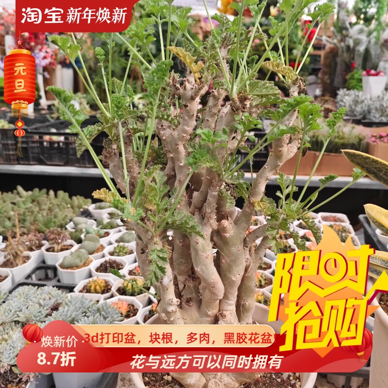 白皮群生香水洋葵块根植物块根潮流懒人室内盆多肉一物一拍9/1