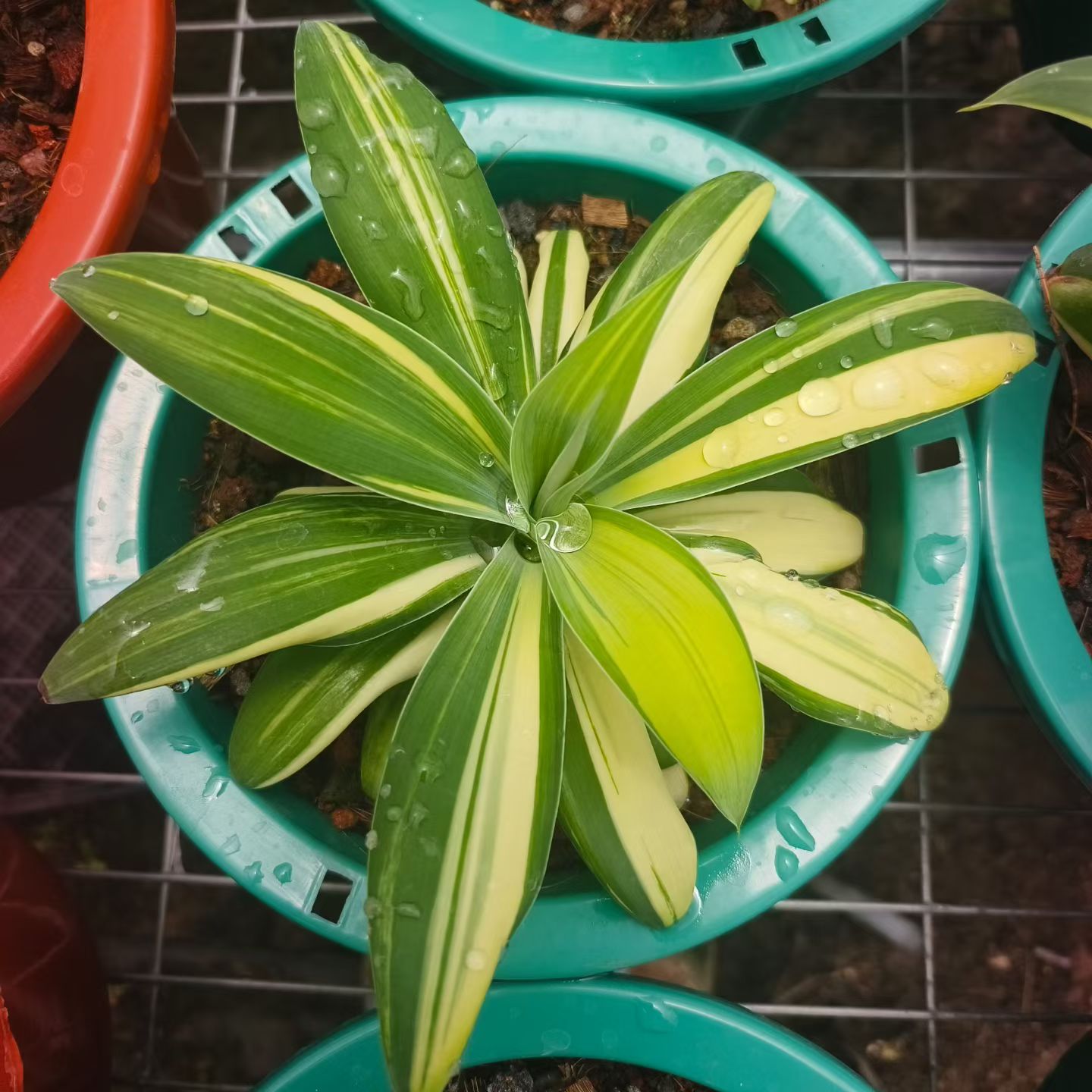狐尾兰锦桌面绿植稀有品种植物潮流多肉一物一拍7/18