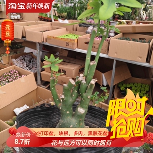 徐福酒壶幻蝶蔓稀有品种潮流块根懒人室内盆多肉一物一拍9/1